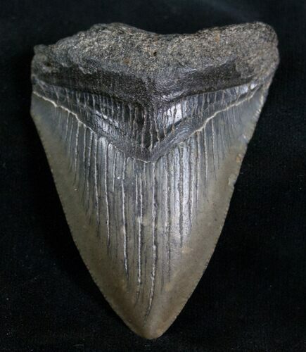 Megalodon Tooth - Peace River, Florida #7316